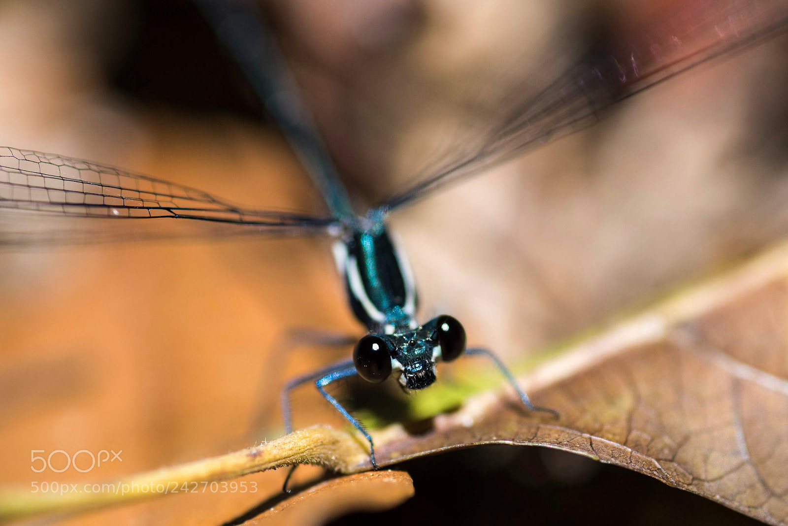 Nikon D750 sample photo. Dragonfly photography