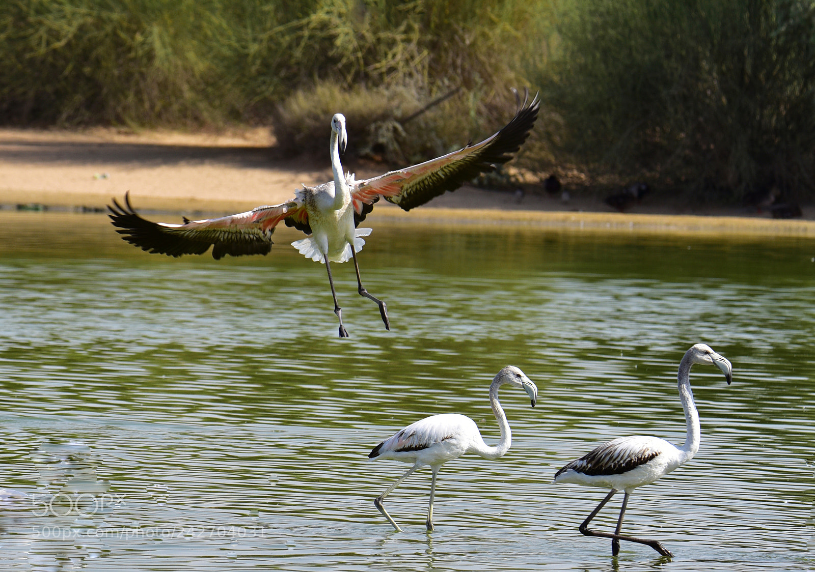 Nikon D750 sample photo. Great flamingo .....landing & marching...! photography