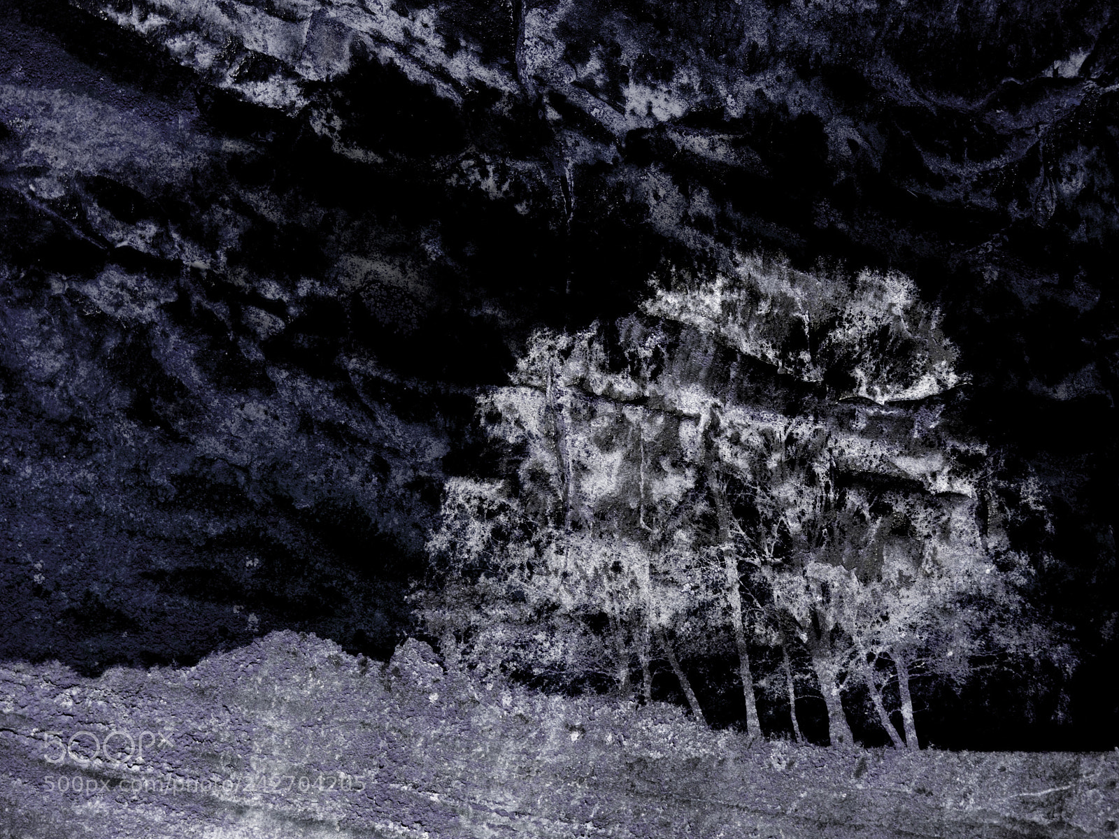 Olympus OM-D E-M10 sample photo. Dark trees photography