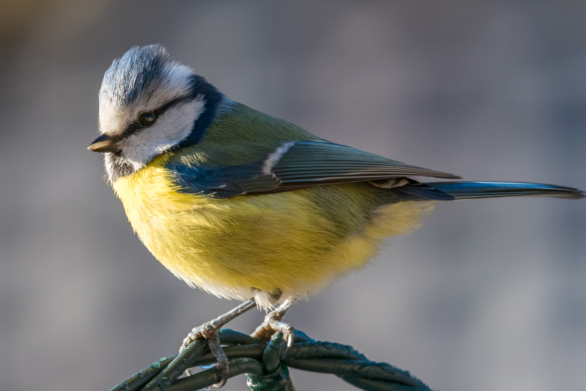 Nikon D750 sample photo. Blue tit photography