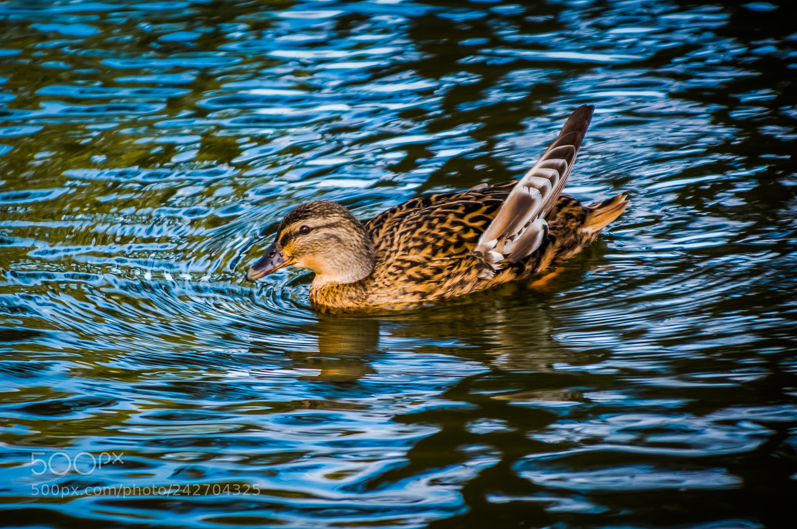 Nikon D3200 sample photo. Duck photography
