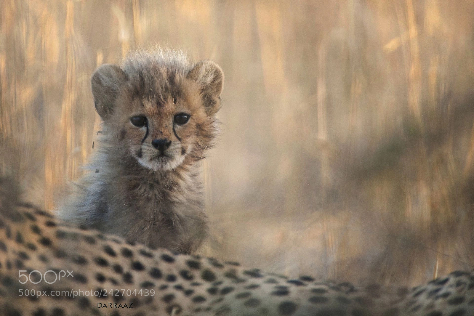 Nikon D3X sample photo. Cheetah cub approx 3 photography