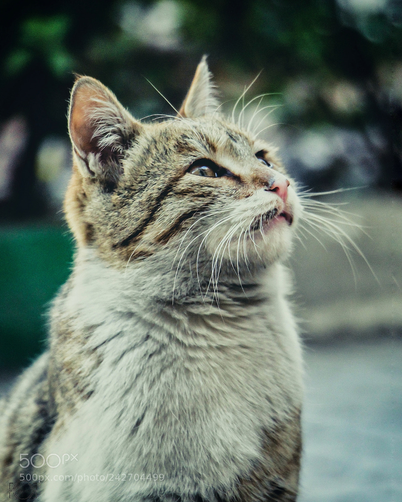 Canon EOS 700D (EOS Rebel T5i / EOS Kiss X7i) sample photo. Cat photography