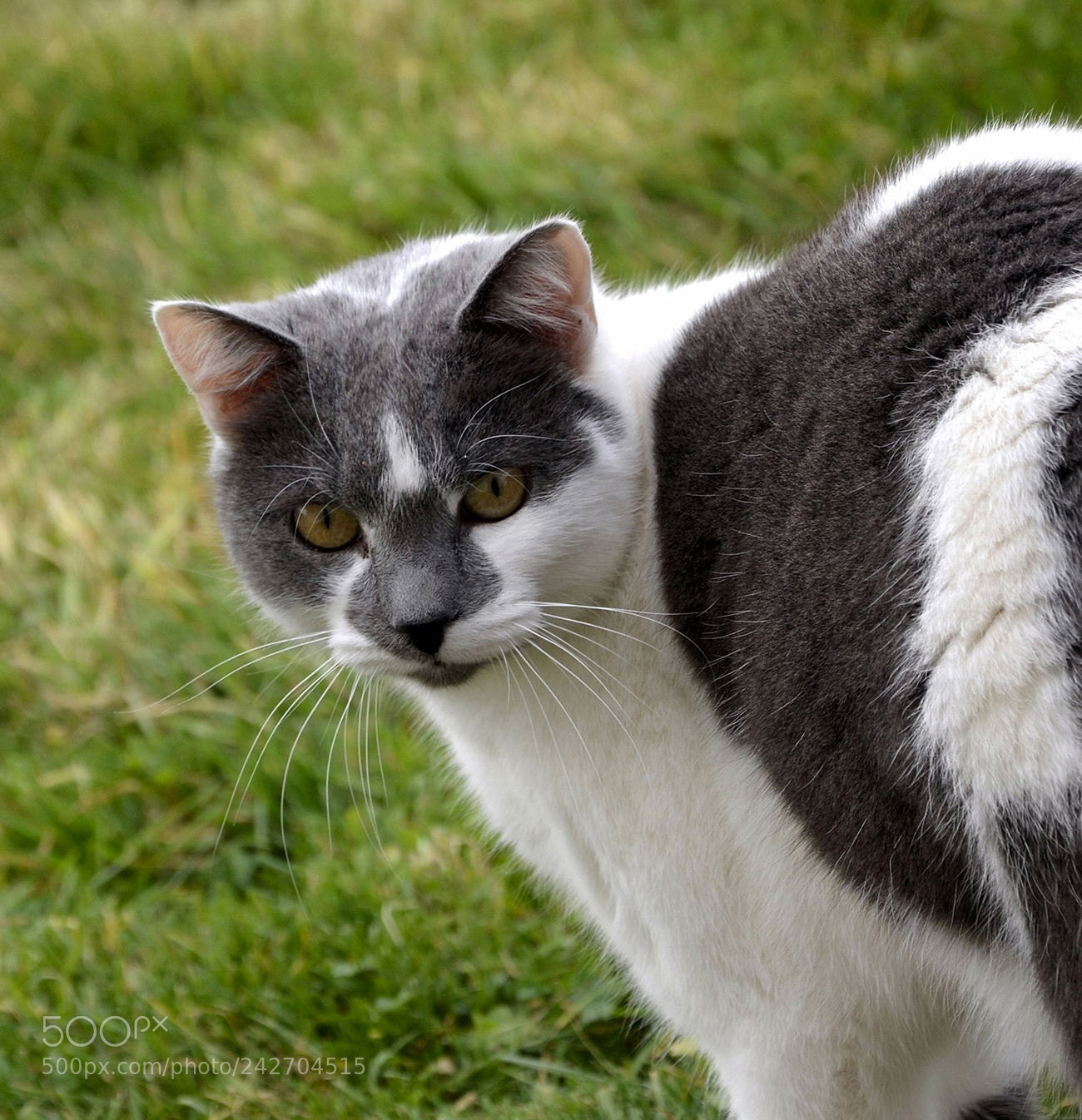 Nikon D5100 sample photo. () photography