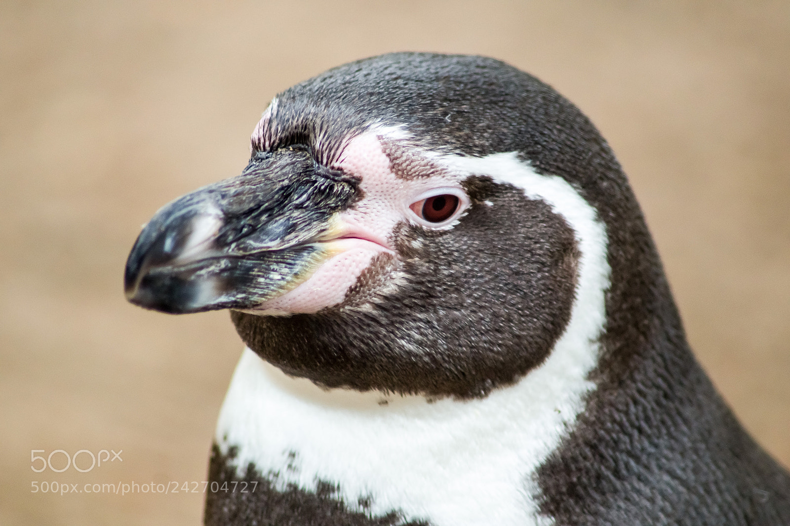 Sony SLT-A58 sample photo. Penguin photography