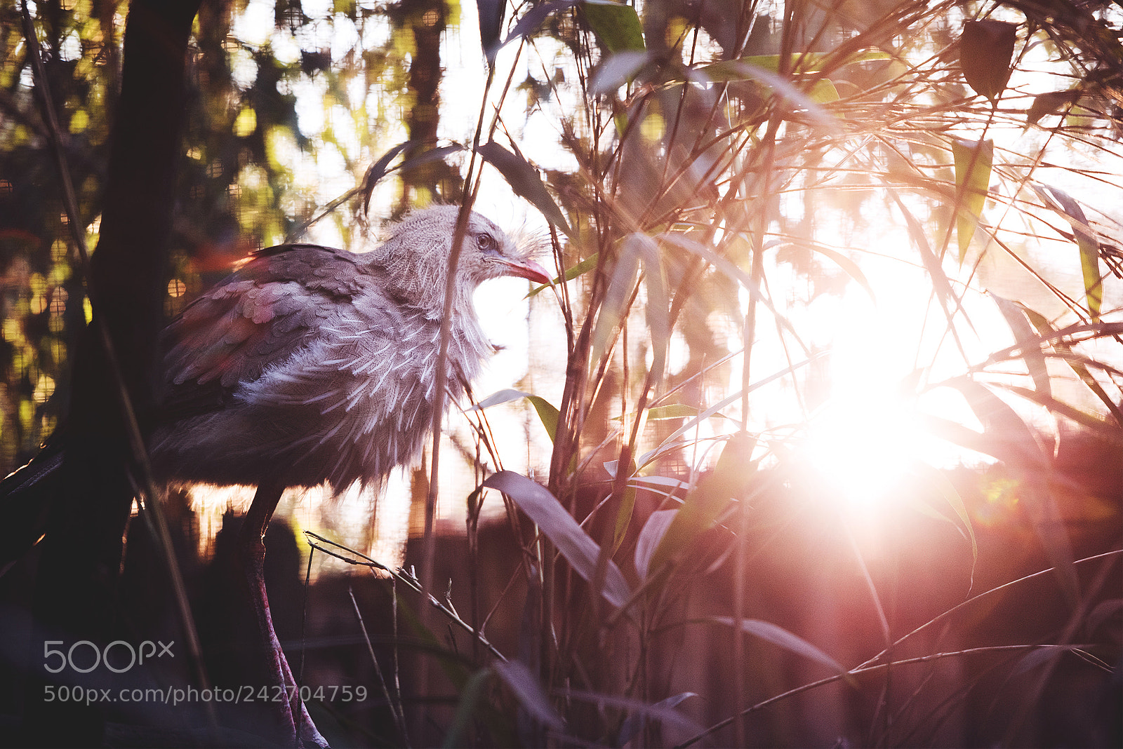 Nikon D810 sample photo. Sunset sitting photography