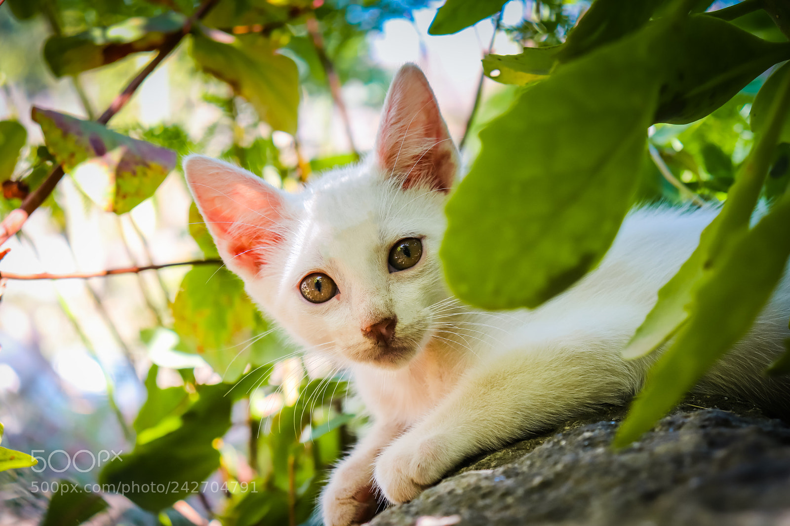 Canon EOS 77D (EOS 9000D / EOS 770D) sample photo. White cat photography