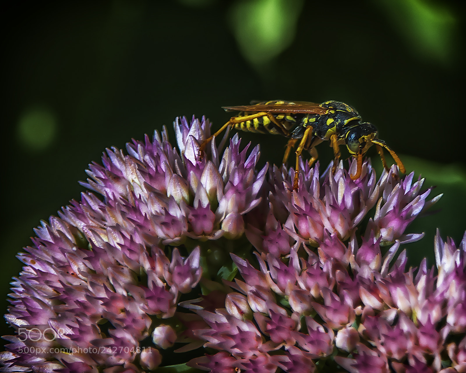Pentax K10D sample photo. Yellow jacket photography