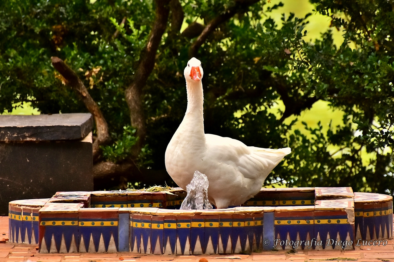 Nikon D7200 sample photo. Goose photography