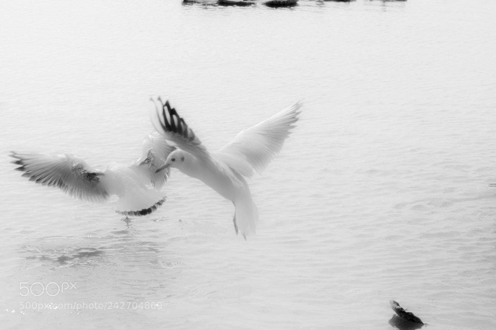 Nikon D3200 sample photo. Seagulls photography