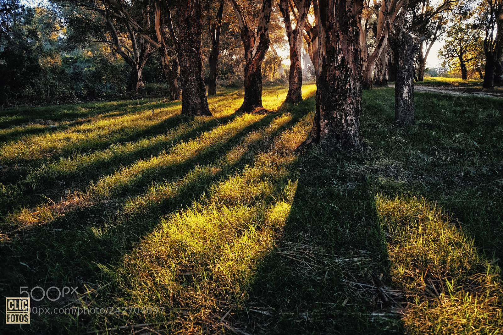 Fujifilm X-T1 sample photo. Bosques photography