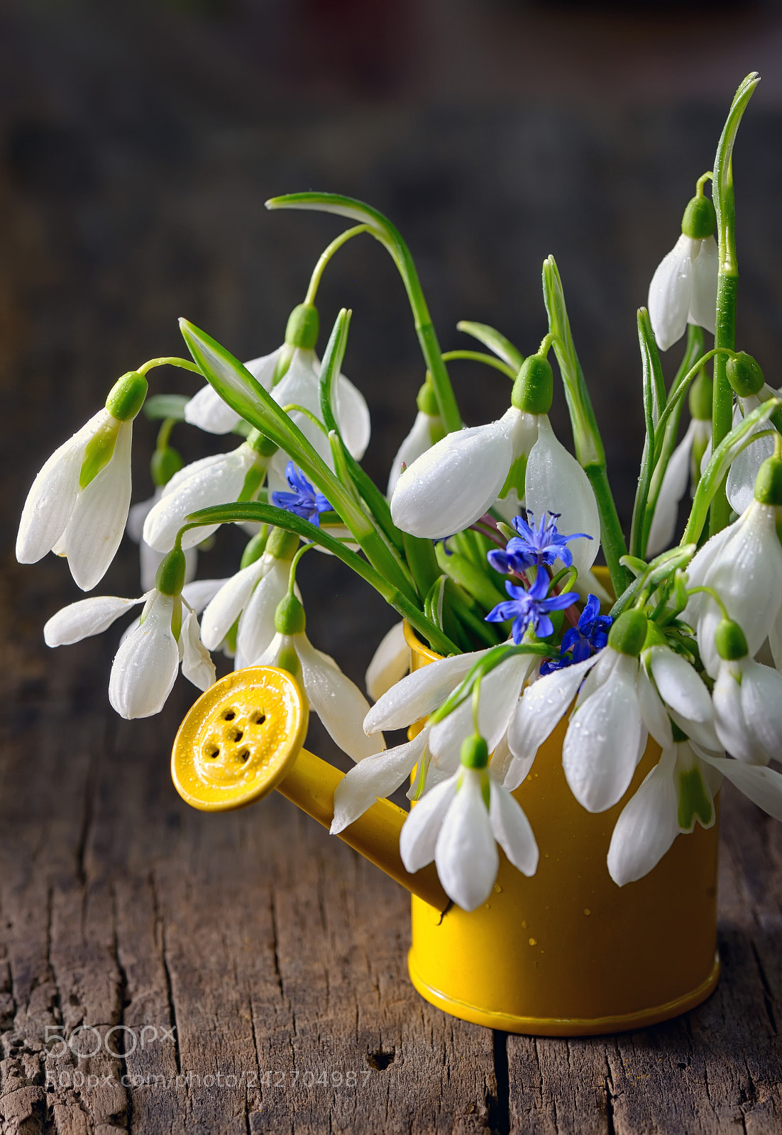 Nikon D610 sample photo. Bouquet of snowdrops in photography