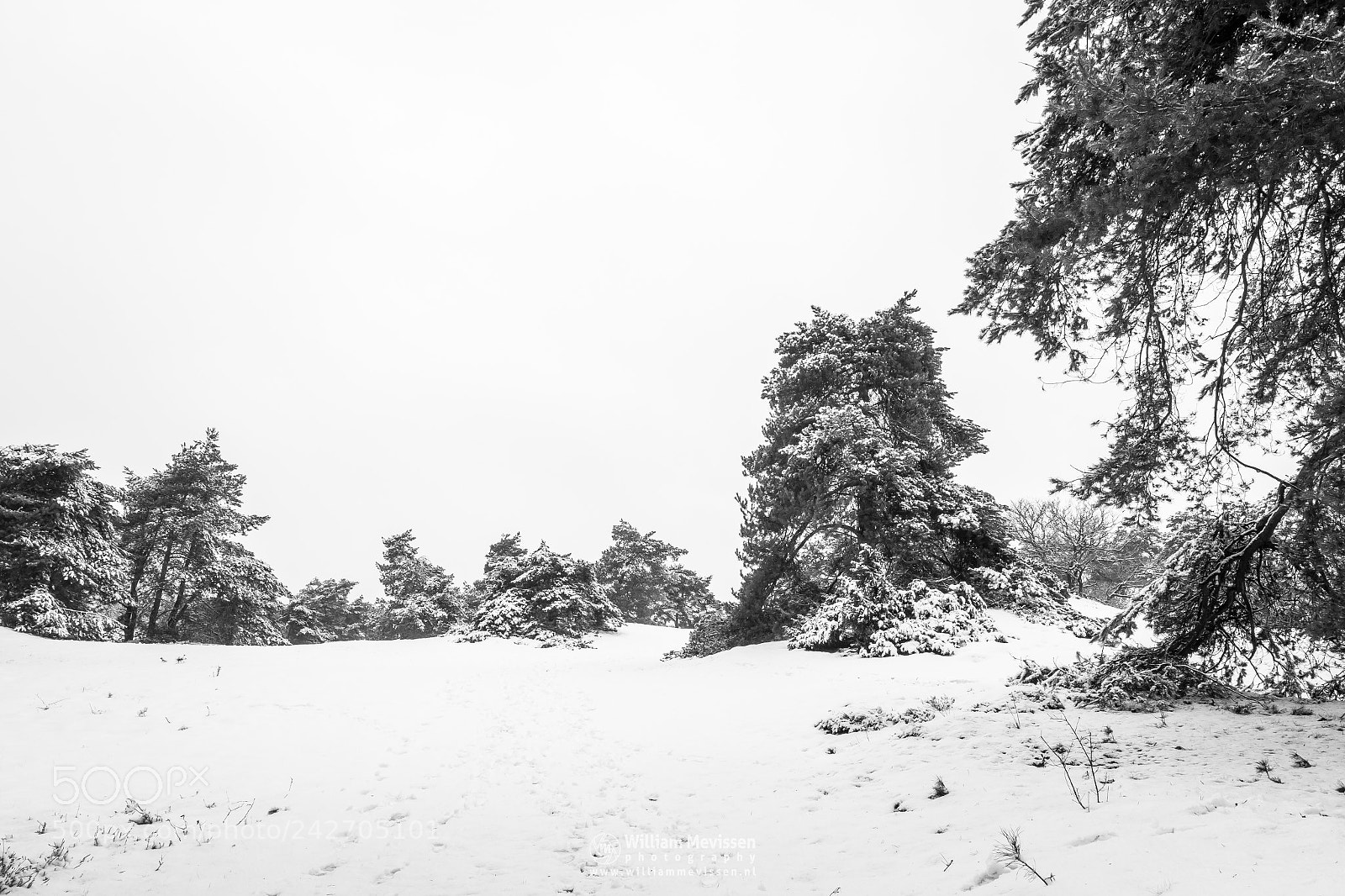 Canon EOS 70D sample photo. Snow trees photography