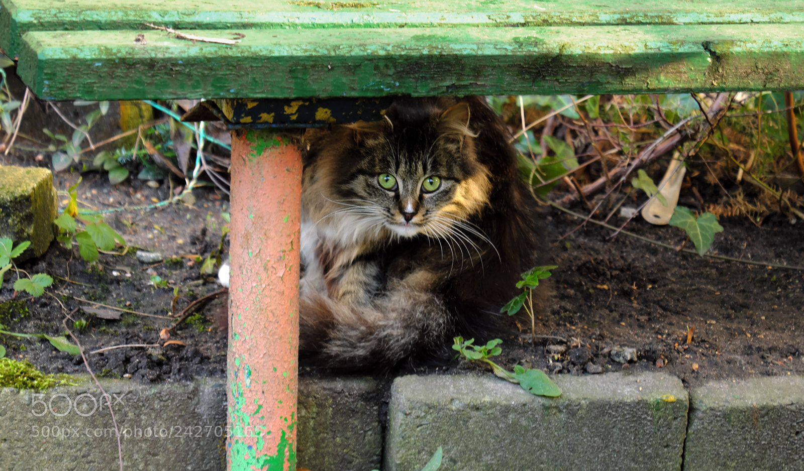 Fujifilm X-T20 sample photo. Gray fluffy cat photography