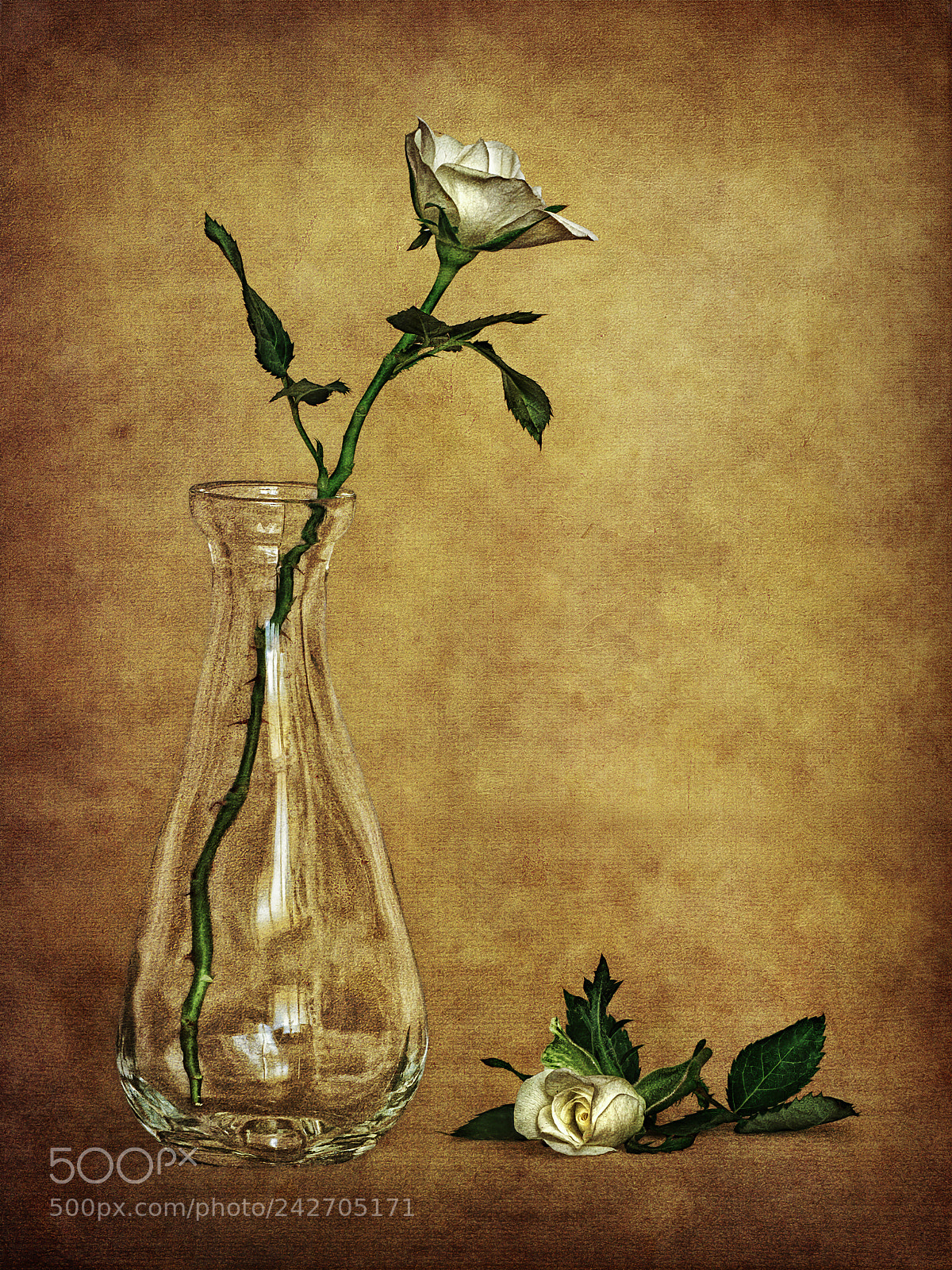 Nikon D90 sample photo. Two roses photography