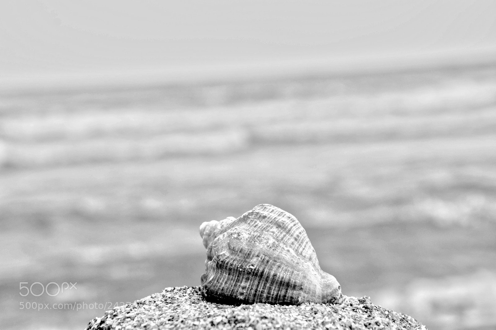 Nikon D3200 sample photo. Shell photography
