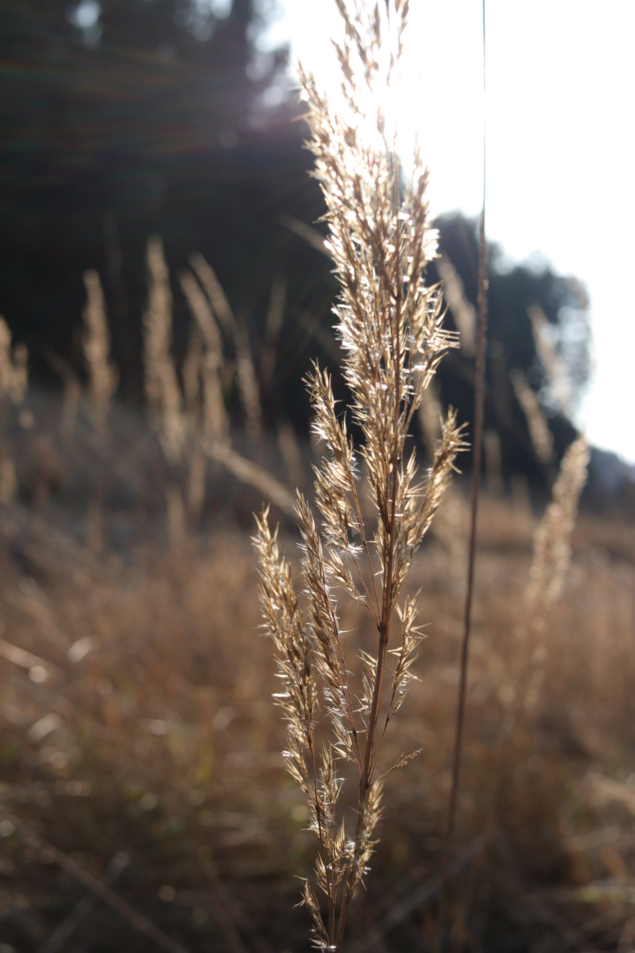 Canon EF-S 24mm F2.8 STM sample photo