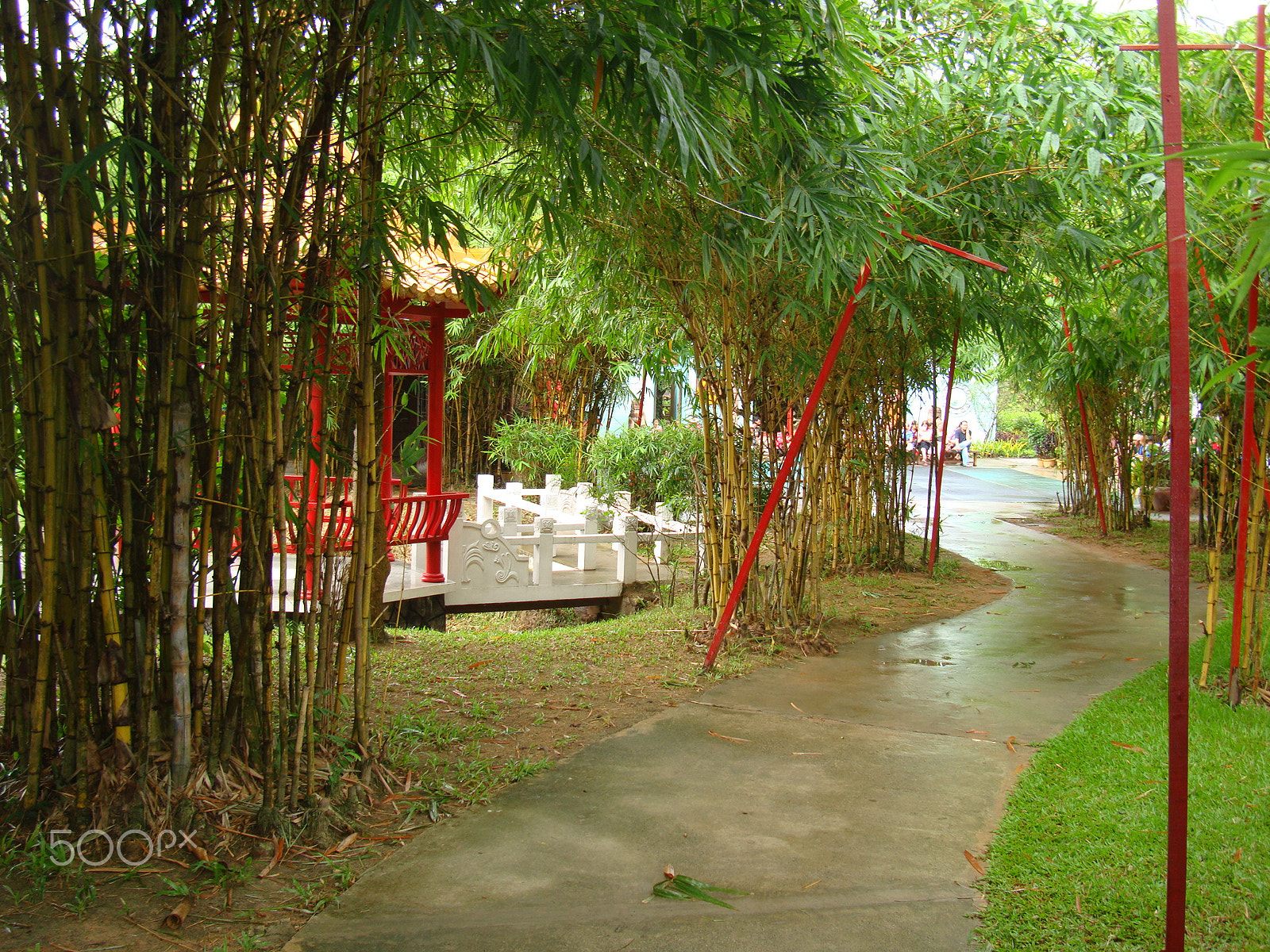 Sony Cyber-shot DSC-W300 sample photo. Bamboo trees along the narrow path photography