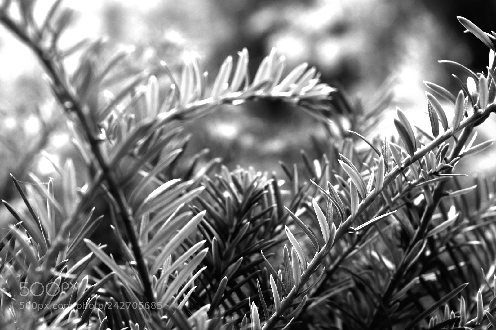 Nikon D3200 sample photo. Grass photography
