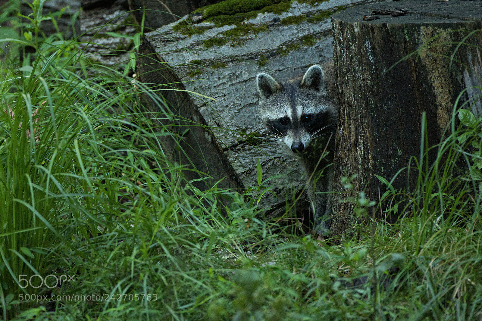 Canon EOS 7D Mark II sample photo. Raccoon stump photography