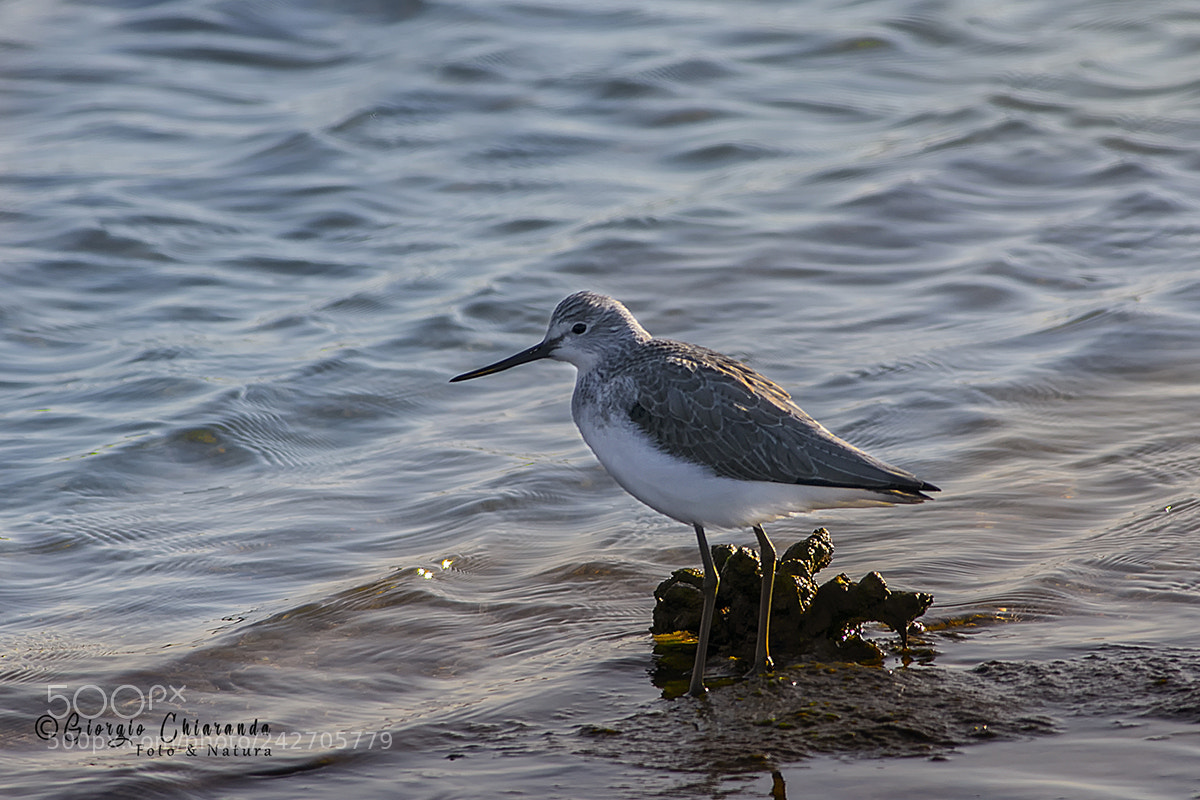 Canon EOS 7D Mark II sample photo. Tringa nebularia (pantana) photography
