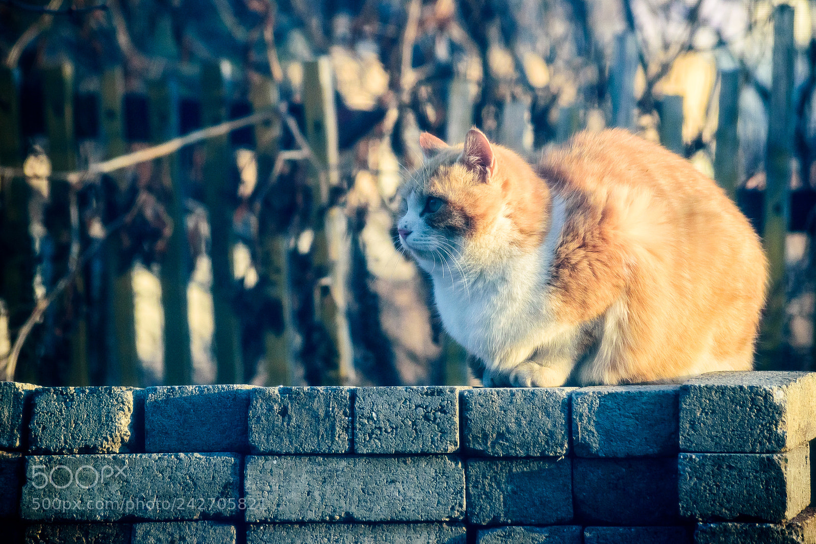 Nikon D5500 sample photo. Fat cat photography