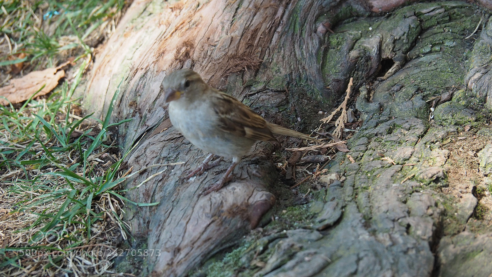 Olympus OM-D E-M5 II sample photo. Bird photography