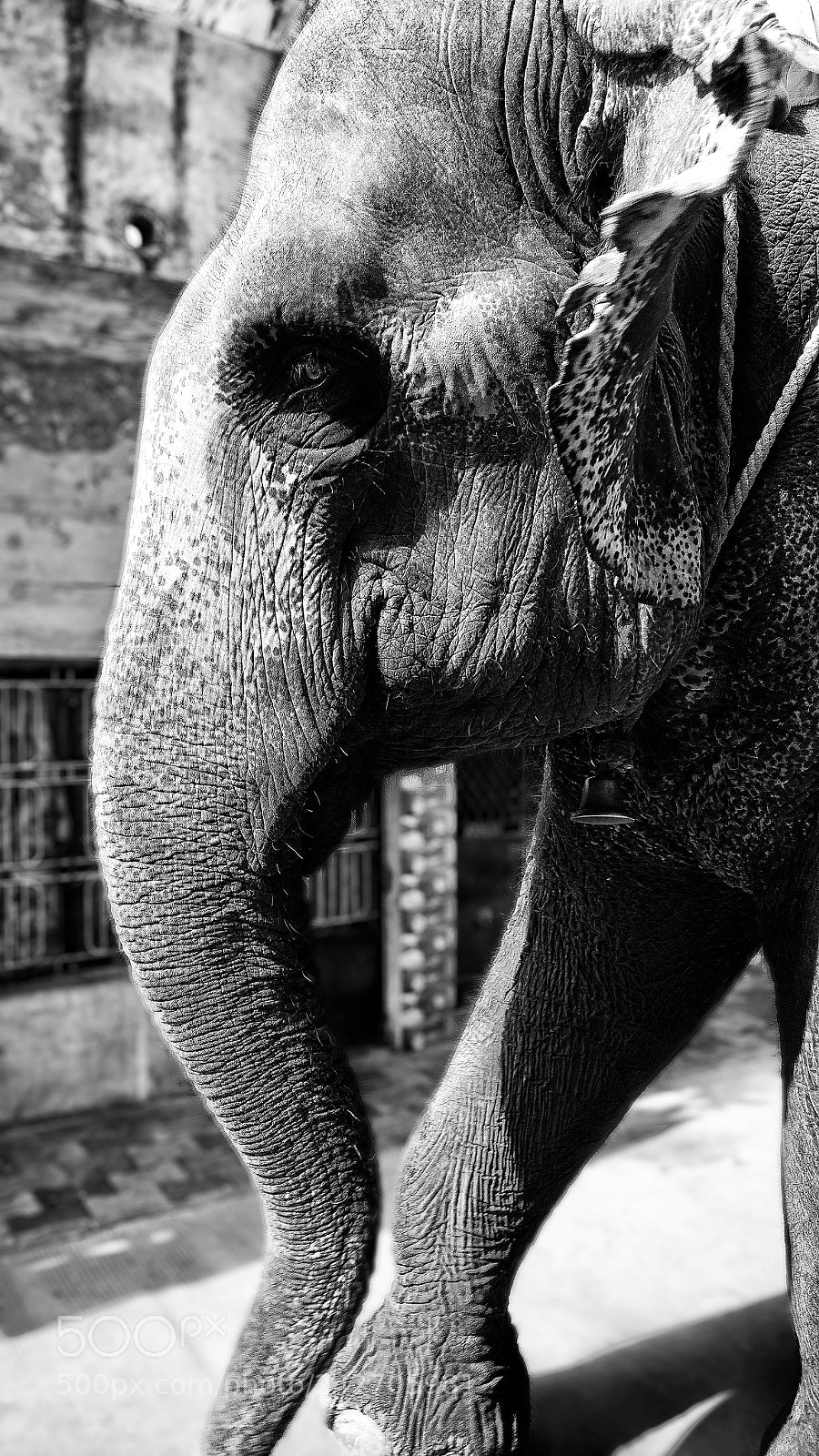 OnePlus A3003 sample photo. An elephant photography