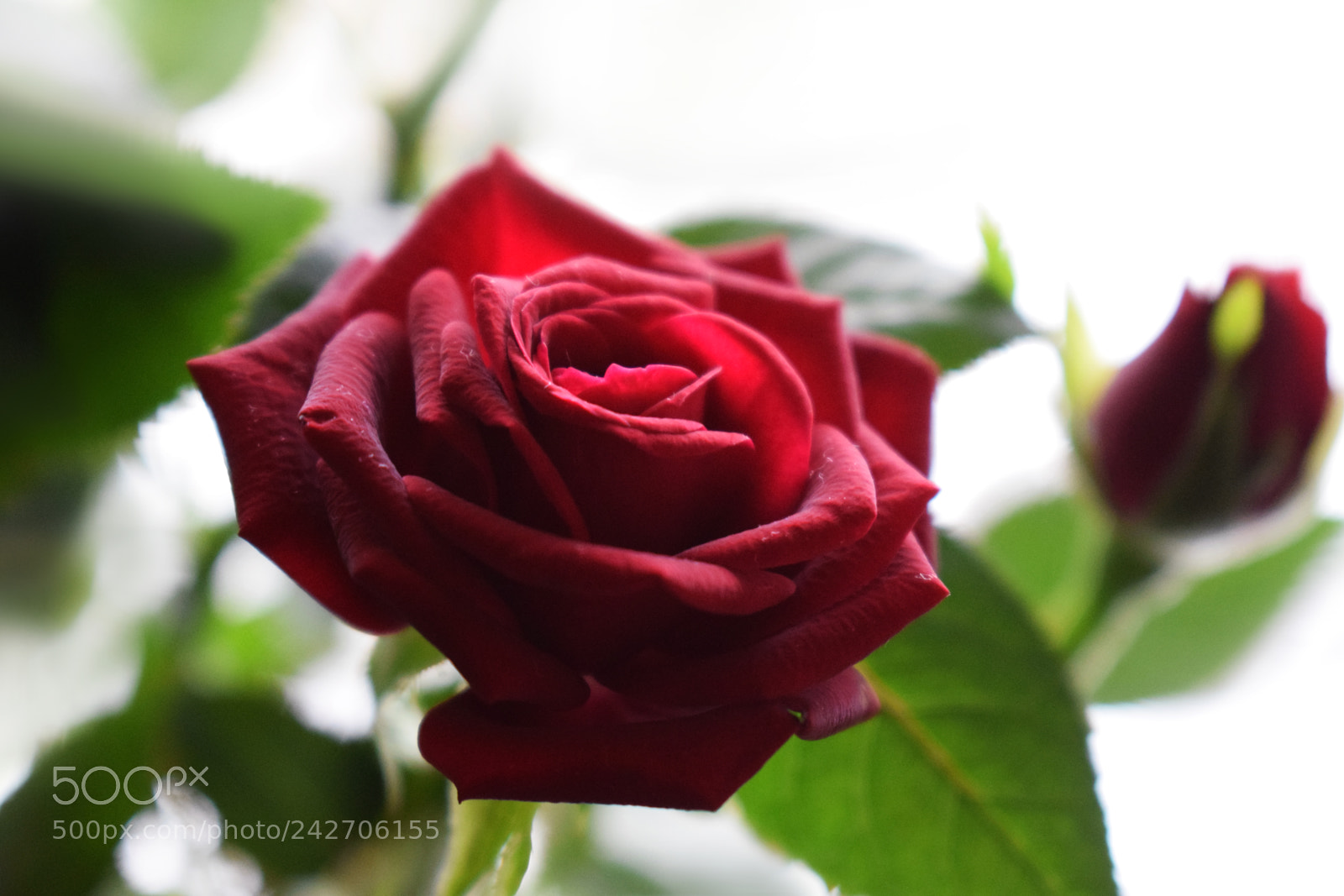 Nikon D5300 sample photo. Little red roses photography