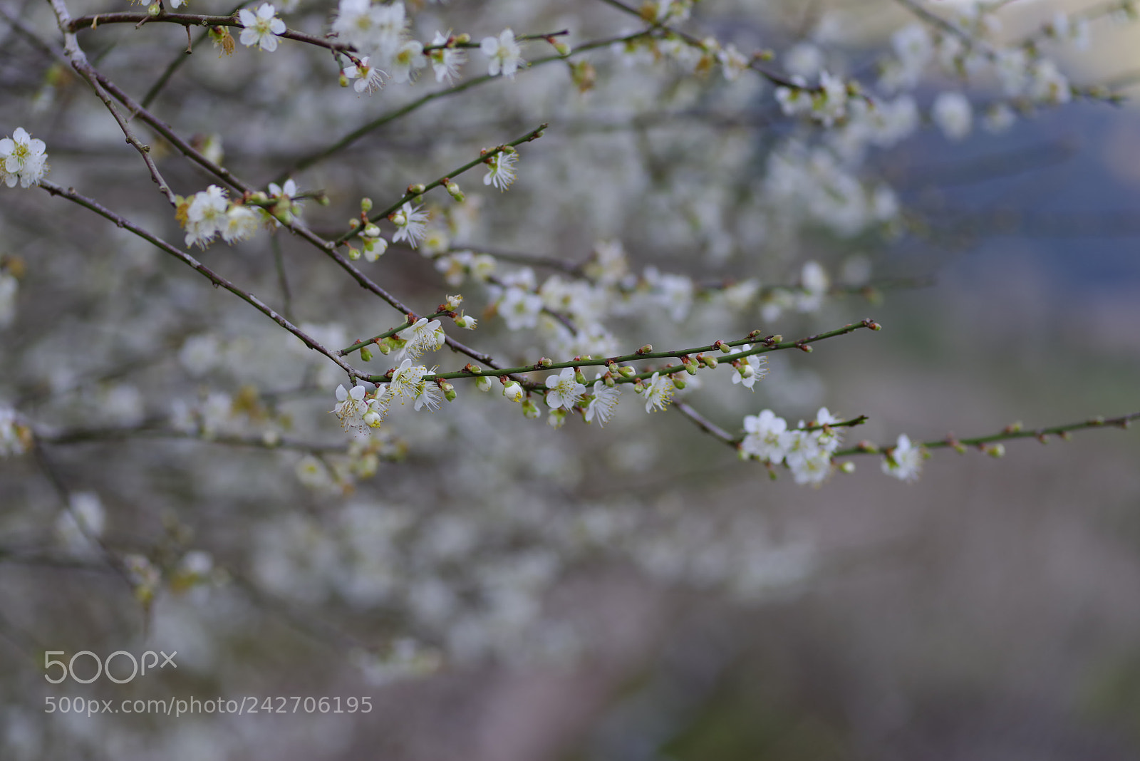 Pentax K-1 sample photo. My year my life photography