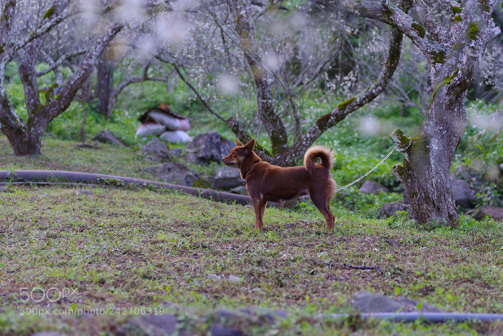 Pentax K-1 sample photo. My year my life photography