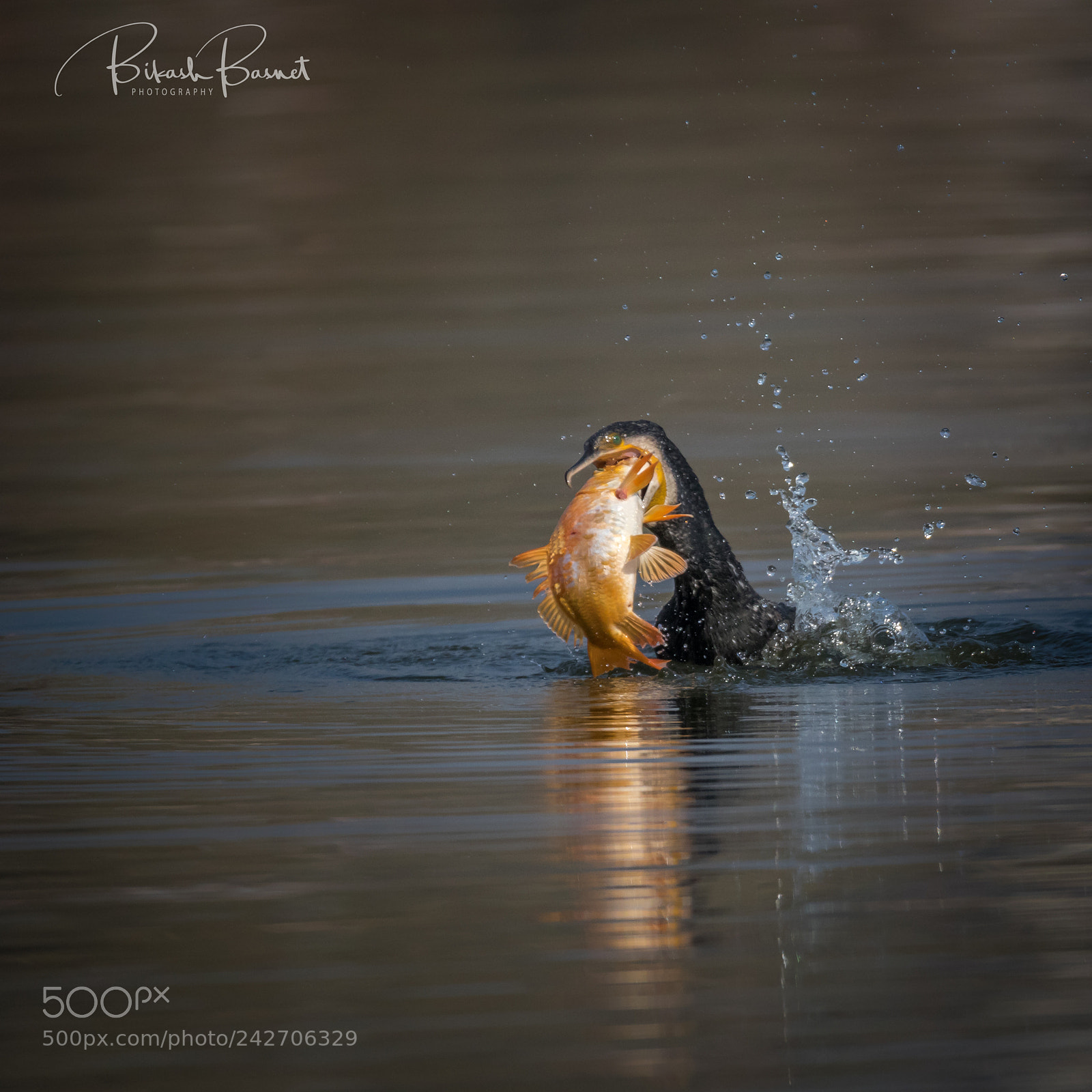 Canon EOS 7D Mark II sample photo. Cormorant with a catch photography