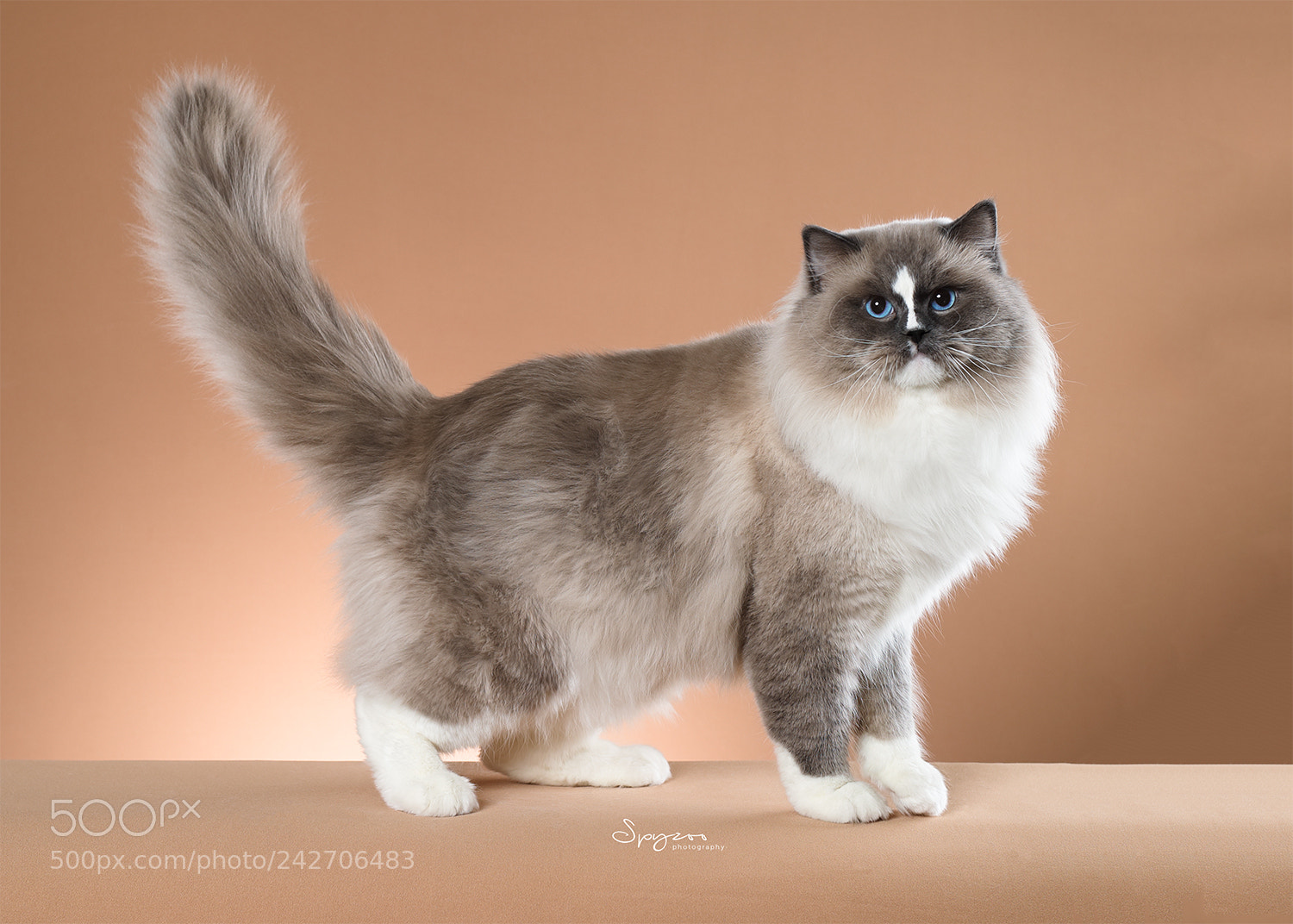 Canon EOS-1D X Mark II sample photo. Tica ragdoll photography
