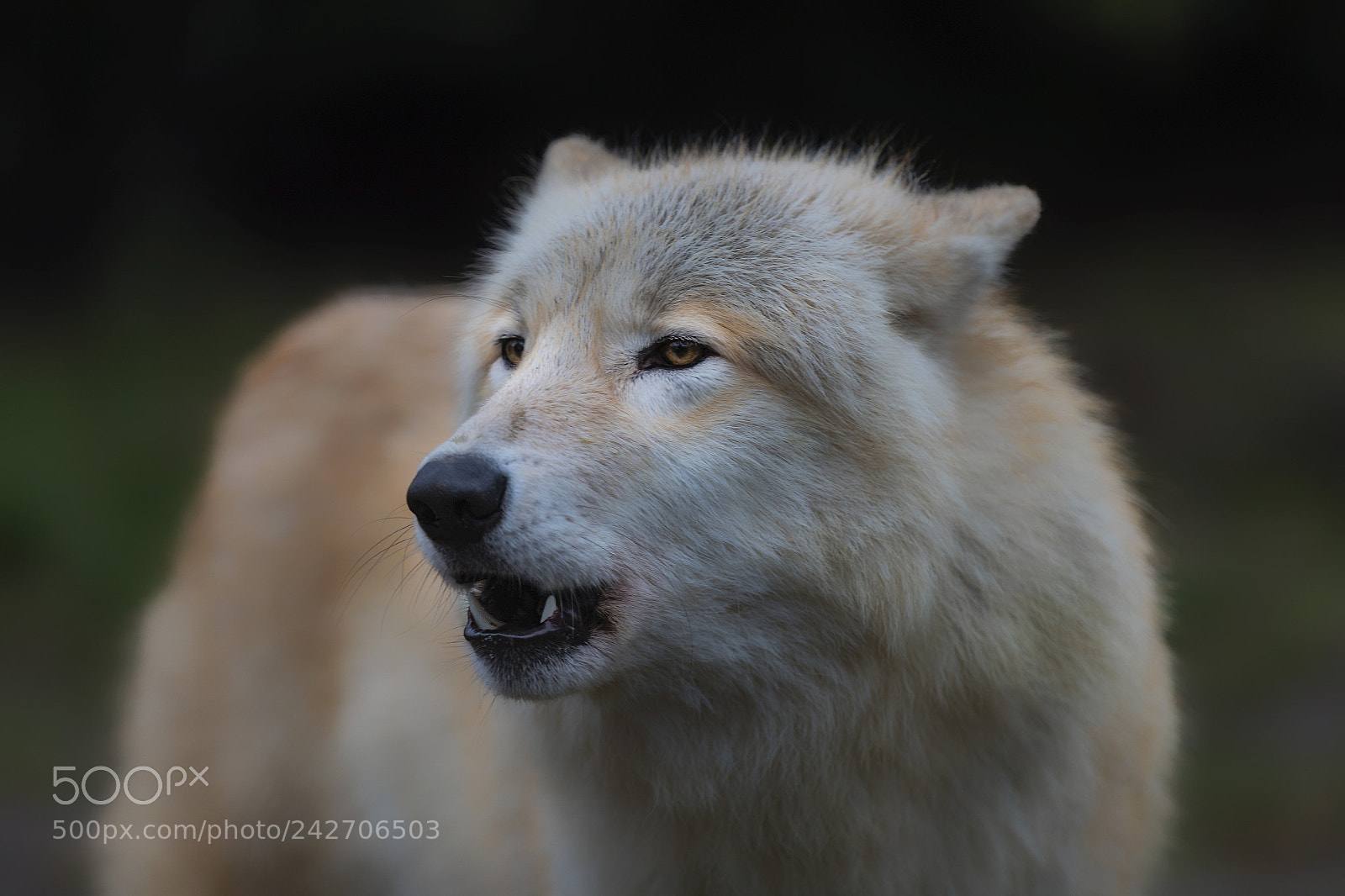 Canon EOS-1D X Mark II sample photo. Polarwolf kiba.... photography
