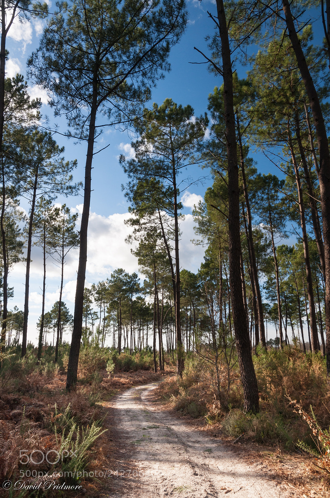 Nikon D90 sample photo. A few trees photography