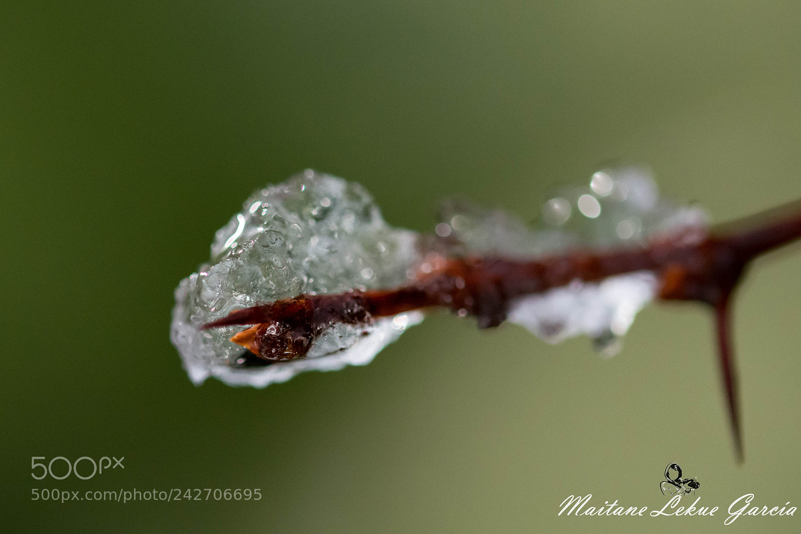 Nikon D7100 sample photo. Gotas photography