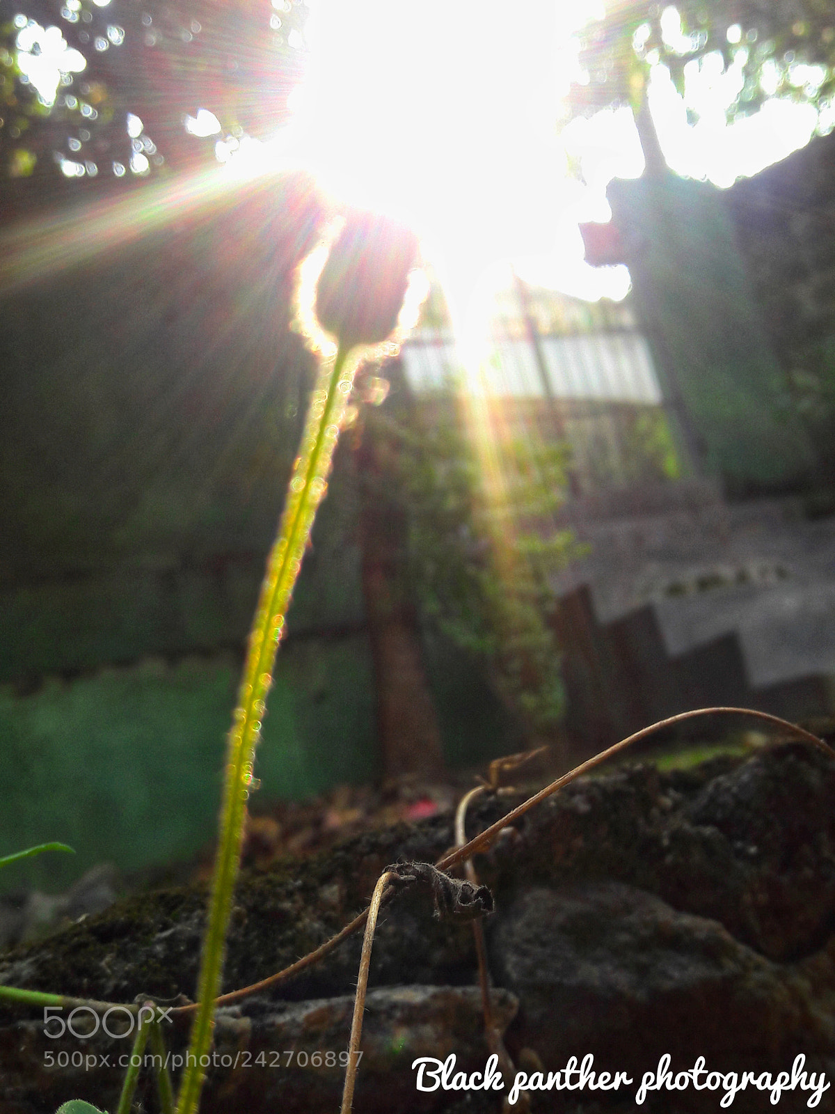 Samsung Galaxy J7 sample photo. One strong flower... photography