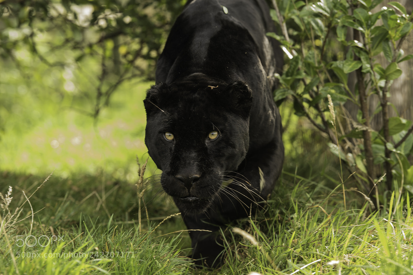 Nikon D5 sample photo. Black jaguar series photography