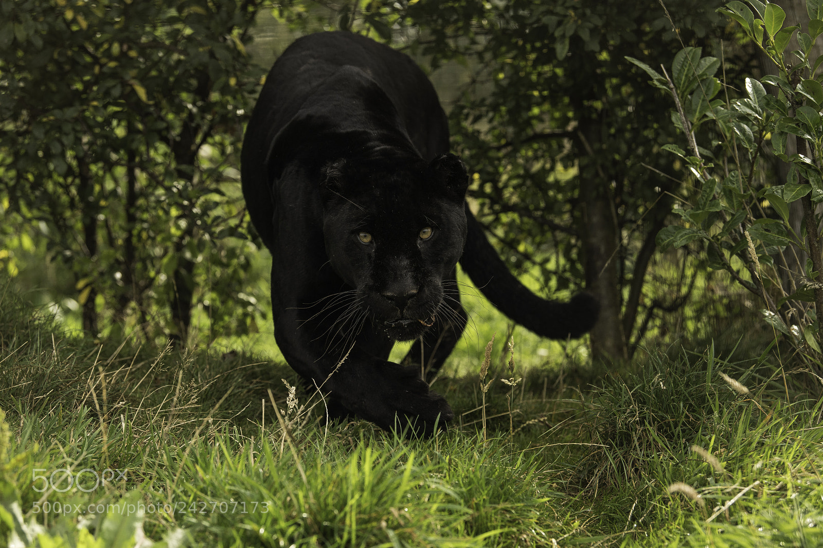 Nikon D5 sample photo. Black jaguar series photography