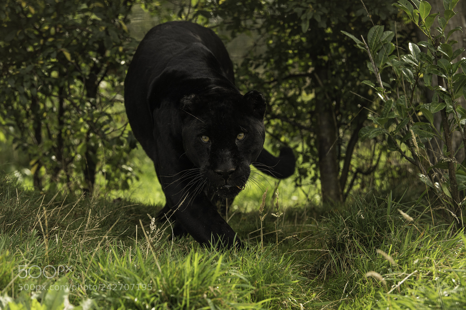 Nikon D5 sample photo. Black jaguar series photography