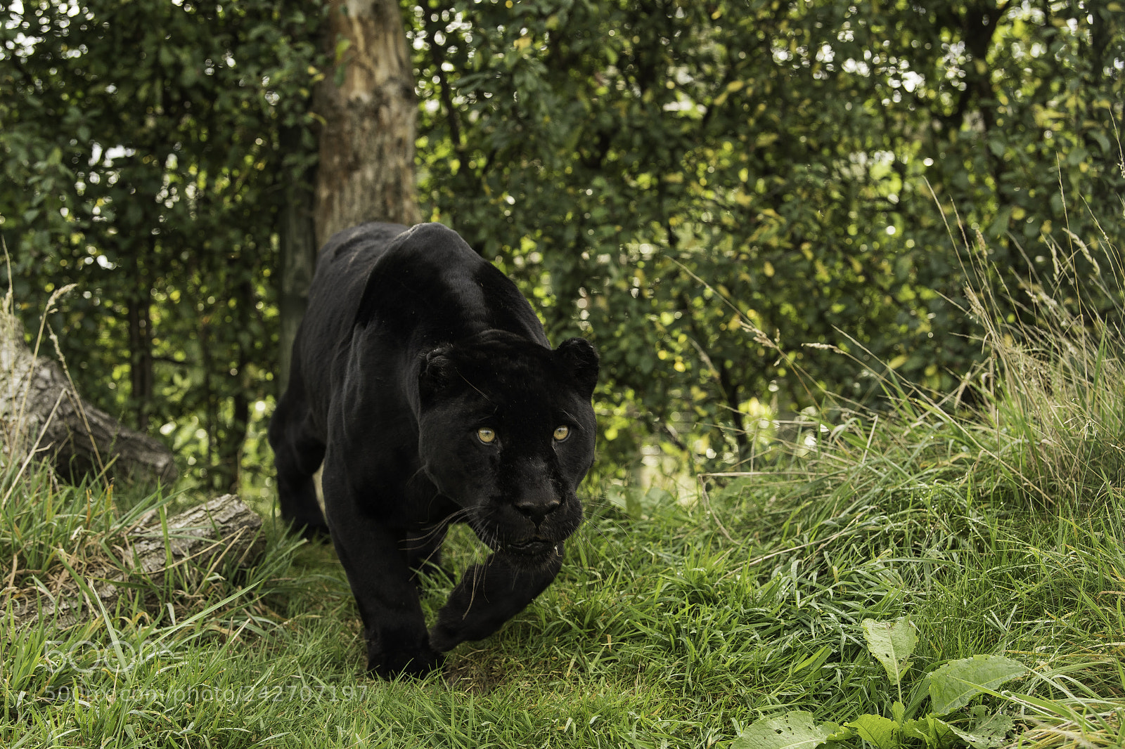 Nikon D5 sample photo. Black jaguar series photography