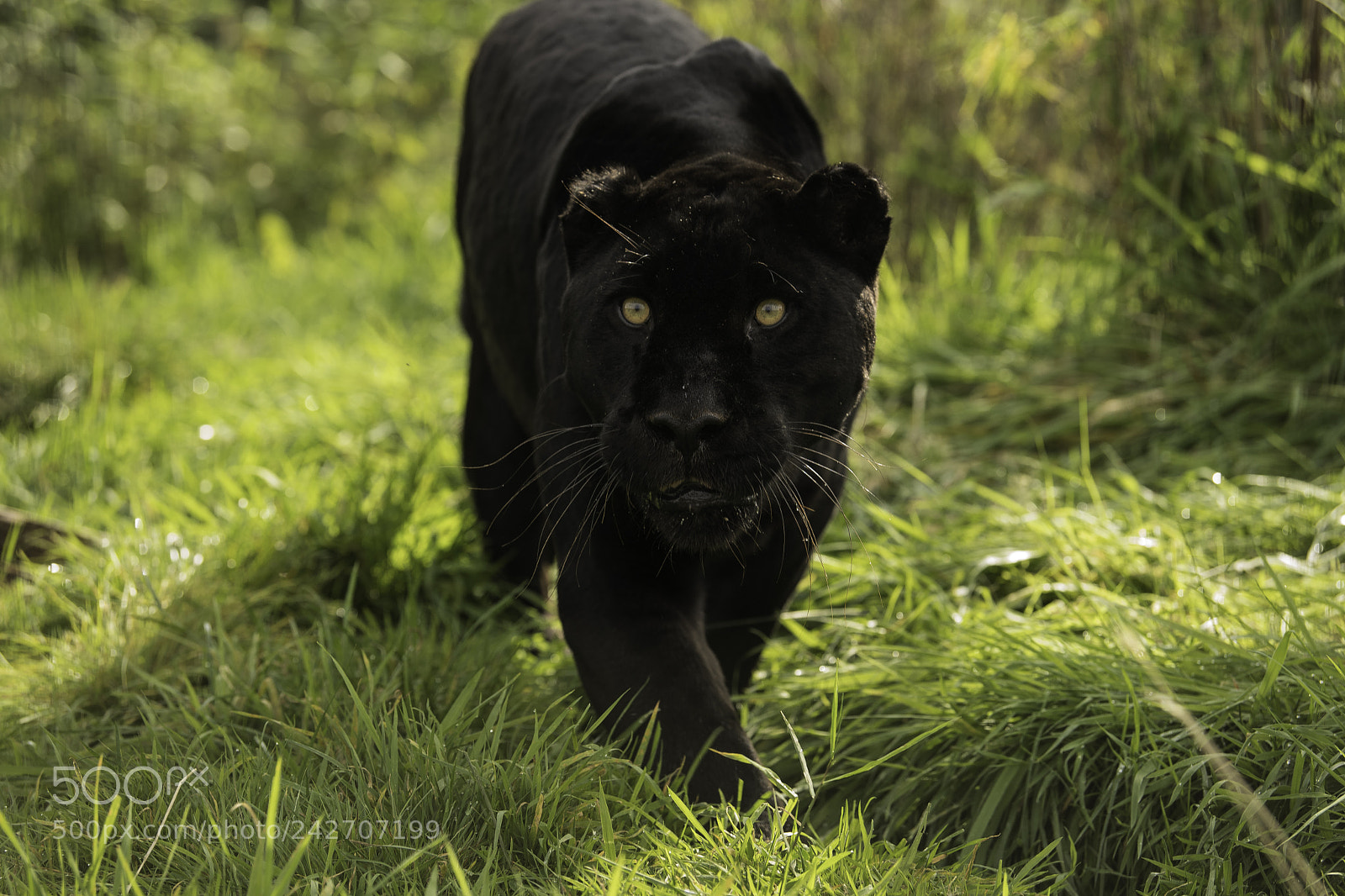 Nikon D5 sample photo. Black jaguar series photography