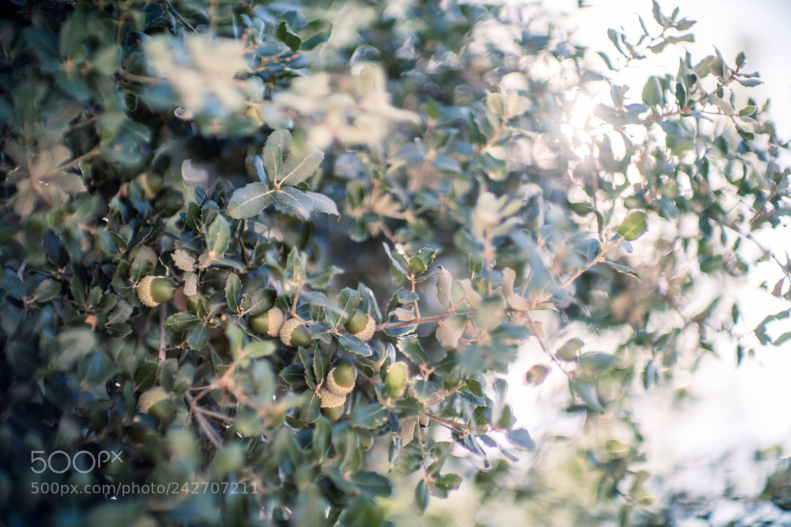 Canon EOS 5DS sample photo. Summer greens photography