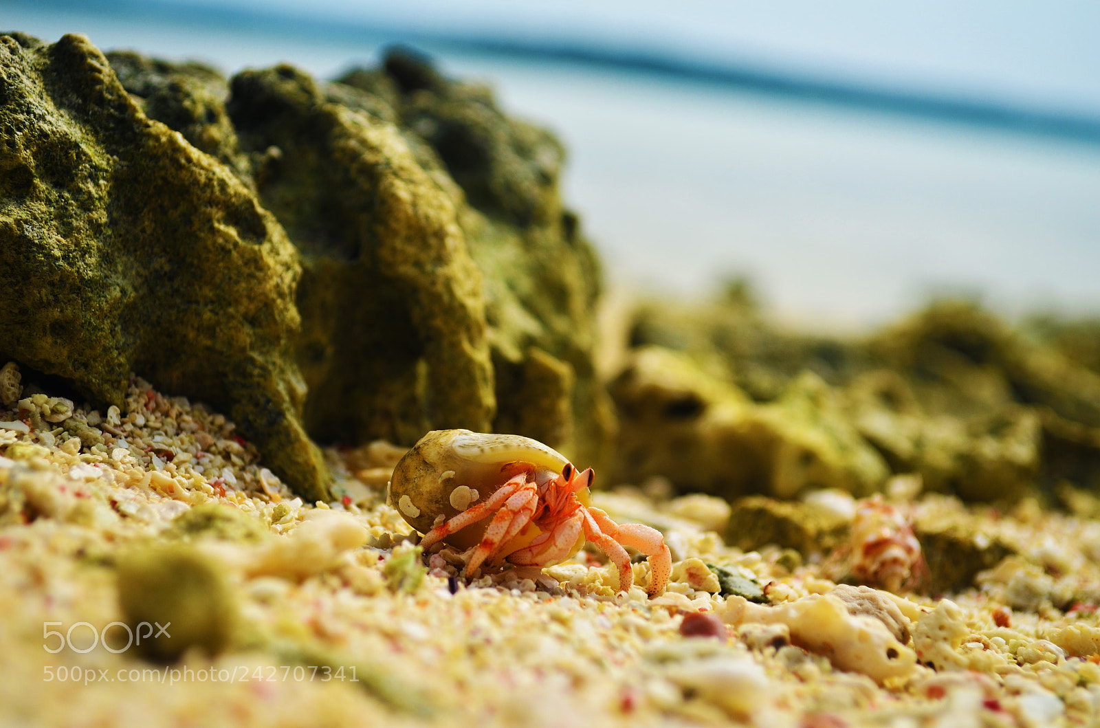 Nikon D5100 sample photo. Sea creature photography