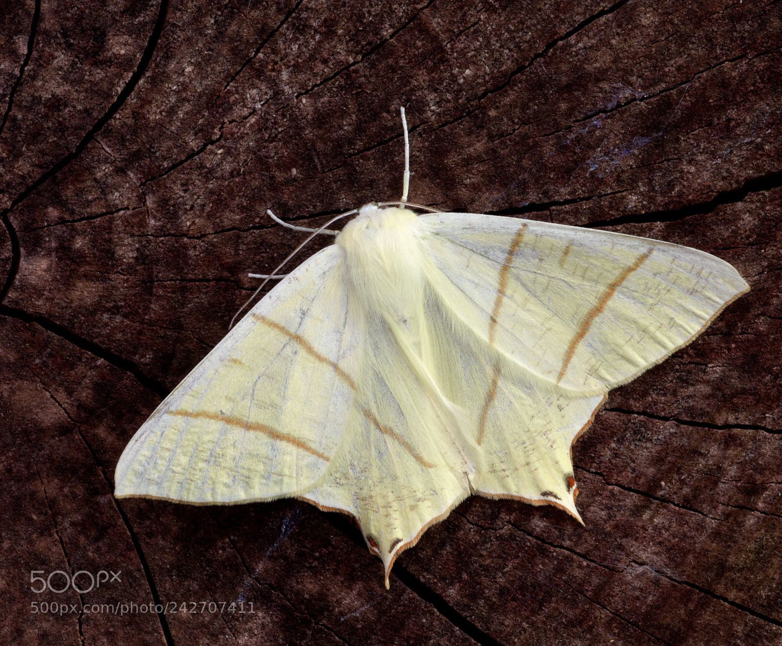 Canon EOS 500D (EOS Rebel T1i / EOS Kiss X3) sample photo. Swallow-tailed moth photography