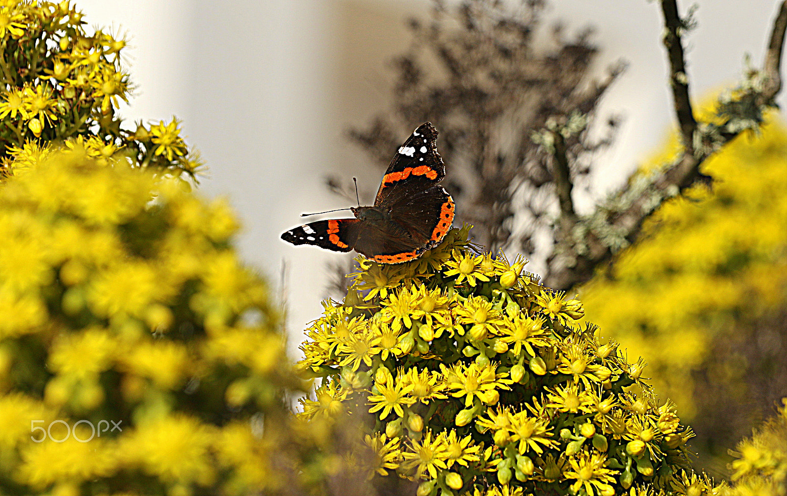 Canon EOS 7D Mark II sample photo. Butterfly in the yellow photography