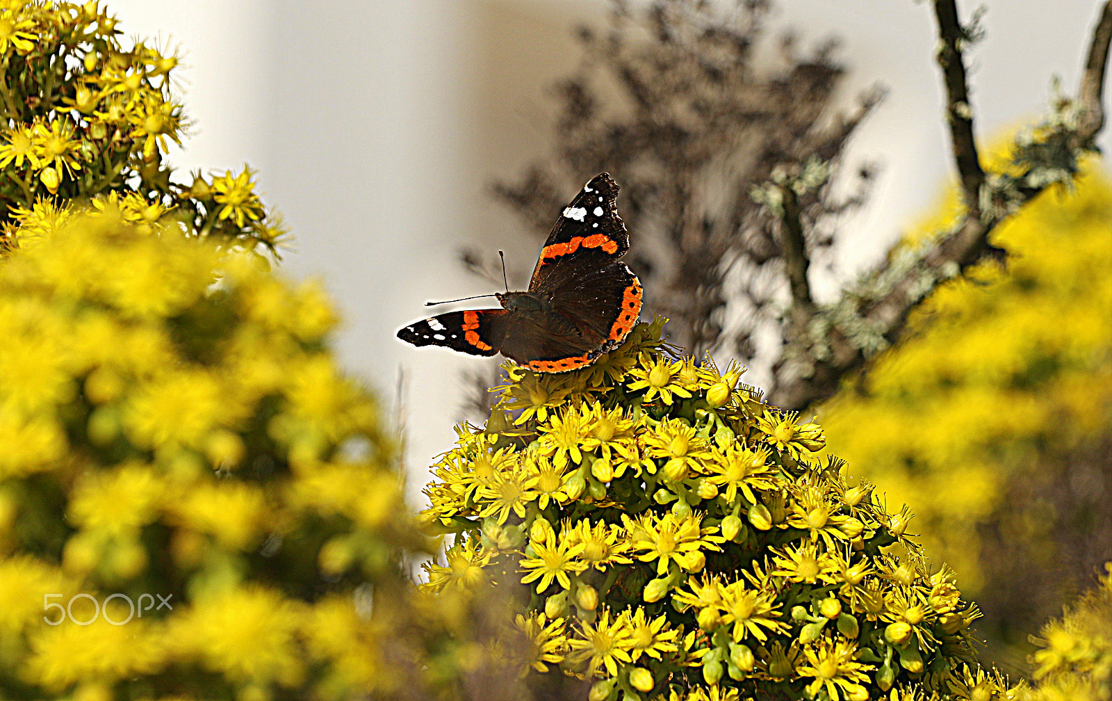 Canon EF 70-200mm F2.8L IS II USM sample photo. Butterfly in the yellow photography