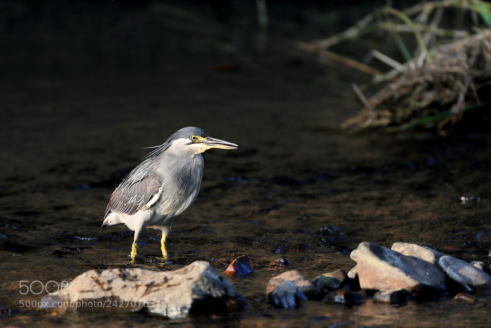 Canon EOS-1D X Mark II sample photo. ササゴイ striated heron photography