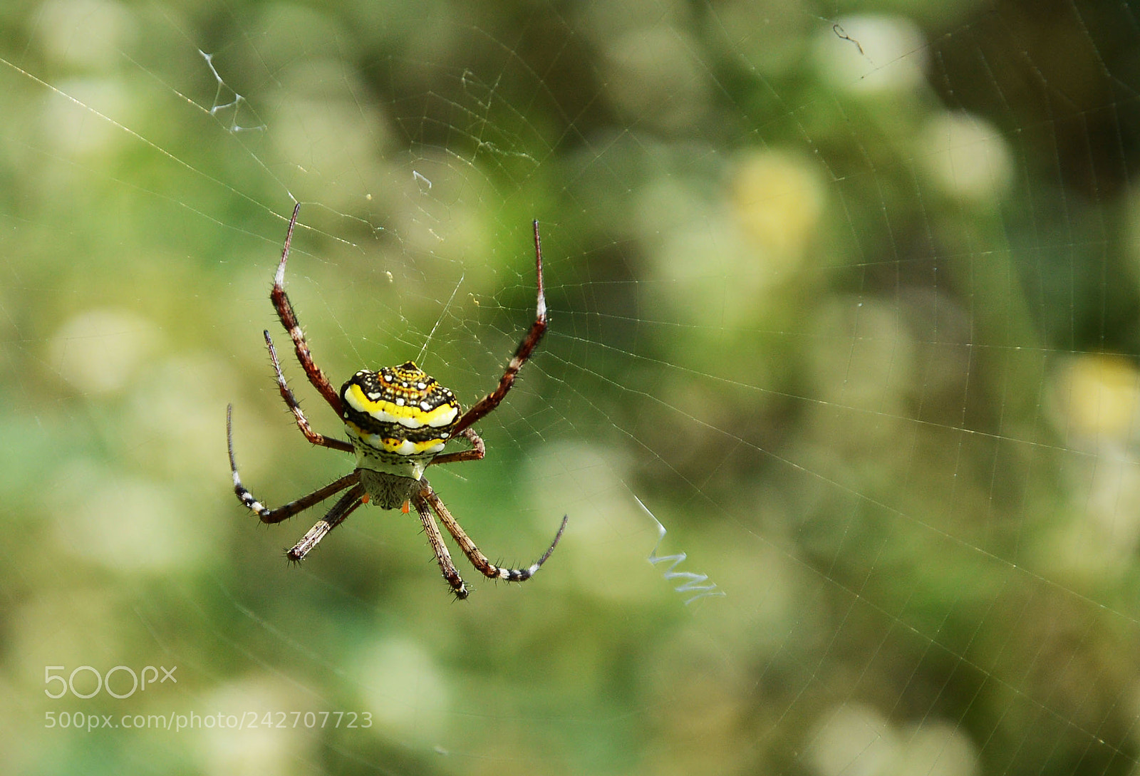 Nikon D3200 sample photo. Spider photography