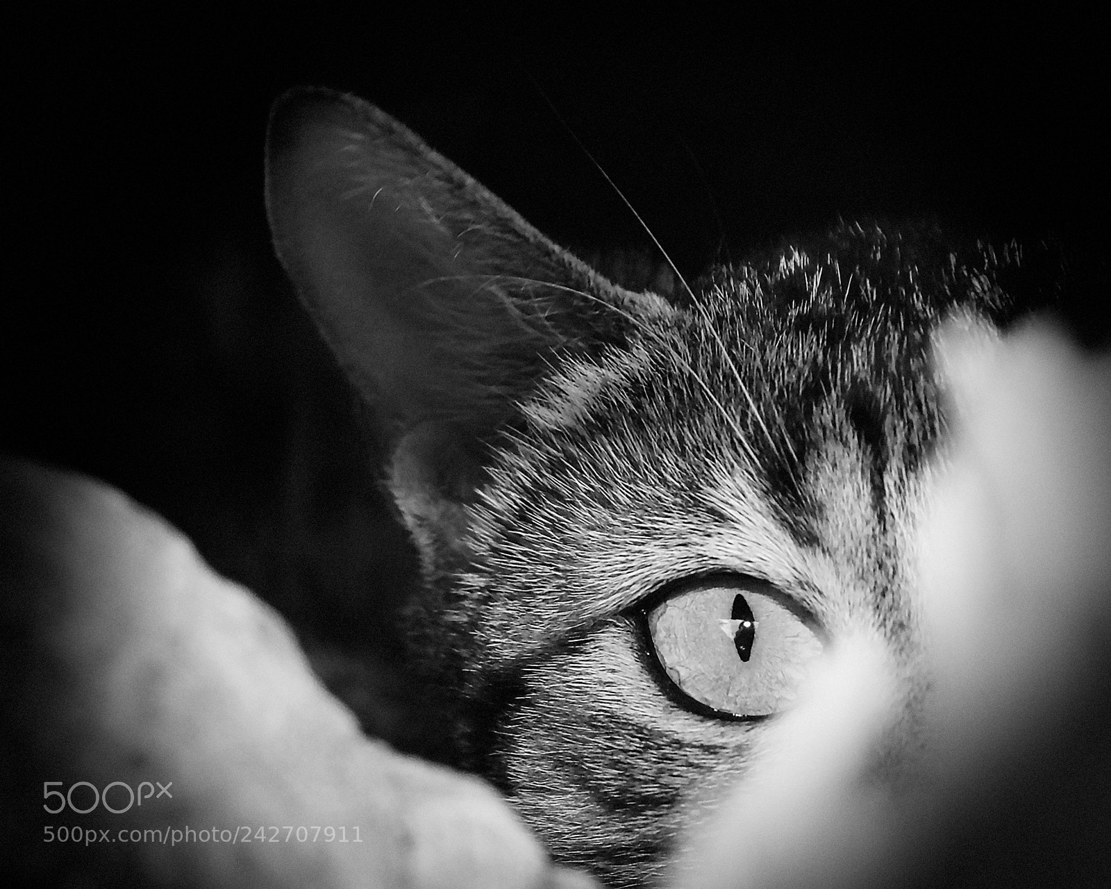 Sony Alpha DSLR-A100 sample photo. Cat eye photography